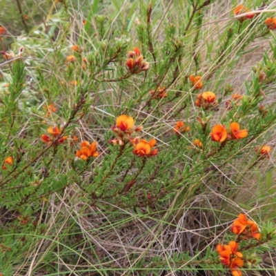 Pultenaea subspicata (Low Bush-pea) at Bombay, NSW - 13 Oct 2023 by MatthewFrawley