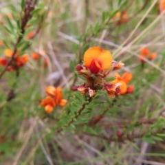 Pultenaea subspicata at Bombay, NSW - 13 Oct 2023