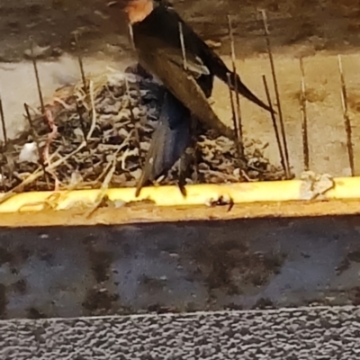 Hirundo neoxena (Welcome Swallow) at Batemans Bay, NSW - 13 Oct 2023 by LyndalT