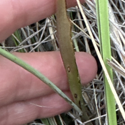 Thelymitra sp. (A Sun Orchid) at Belconnen, ACT - 13 Oct 2023 by lbradley