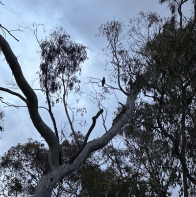 Callocephalon fimbriatum (Gang-gang Cockatoo) at Aranda, ACT - 13 Oct 2023 by lbradley