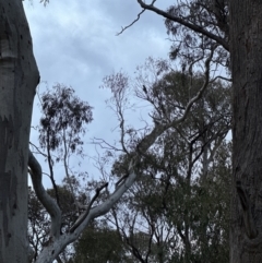 Callocephalon fimbriatum at Aranda, ACT - suppressed