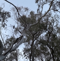 Callocephalon fimbriatum at Aranda, ACT - suppressed