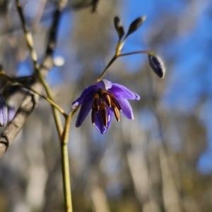 Dianella revoluta var. revoluta at Captains Flat, NSW - 13 Oct 2023 05:55 PM