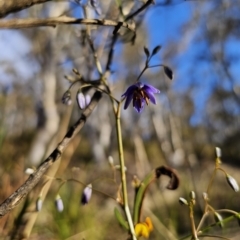 Dianella revoluta var. revoluta at Captains Flat, NSW - 13 Oct 2023 05:55 PM