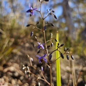 Dianella revoluta var. revoluta at Captains Flat, NSW - 13 Oct 2023 05:55 PM