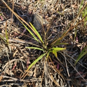 Dianella revoluta var. revoluta at Captains Flat, NSW - 13 Oct 2023 05:55 PM