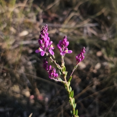 Comesperma ericinum (Heath Milkwort) at Captains Flat, NSW - 13 Oct 2023 by Csteele4