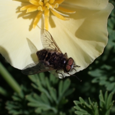 Dasybasis sp. (genus) (A march fly) at Murrumbateman, NSW - 7 Oct 2023 by SimoneC