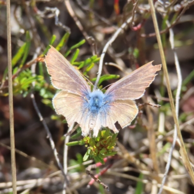 Lampides boeticus (Long-tailed Pea-blue) at Bombay, NSW - 13 Oct 2023 by MatthewFrawley