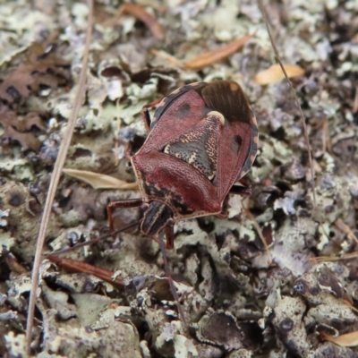 Unidentified Shield, Stink or Jewel Bug (Pentatomoidea) at Bombay, NSW - 13 Oct 2023 by MatthewFrawley