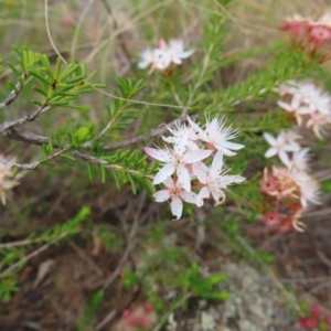 Calytrix tetragona at Bombay, NSW - 13 Oct 2023 02:57 PM