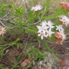 Calytrix tetragona at Bombay, NSW - 13 Oct 2023 02:57 PM