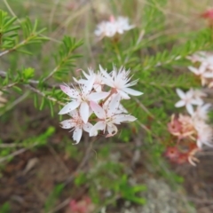 Calytrix tetragona at Bombay, NSW - 13 Oct 2023 02:57 PM