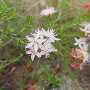 Calytrix tetragona at Bombay, NSW - 13 Oct 2023