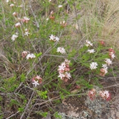 Calytrix tetragona at Bombay, NSW - 13 Oct 2023 02:57 PM