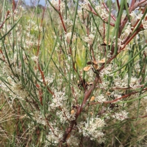 Hakea microcarpa at Bombay, NSW - 13 Oct 2023 03:03 PM