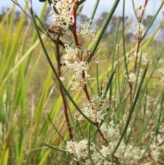 Hakea microcarpa at Bombay, NSW - 13 Oct 2023