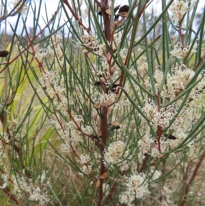 Hakea microcarpa at Bombay, NSW - 13 Oct 2023