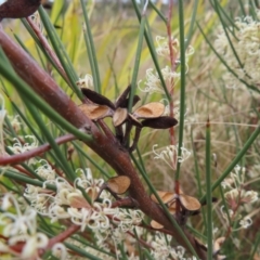 Hakea microcarpa at Bombay, NSW - 13 Oct 2023