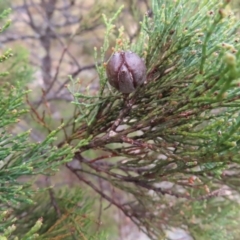 Callitris endlicheri (Black Cypress Pine) at Bombay, NSW - 13 Oct 2023 by MatthewFrawley