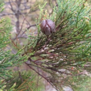 Callitris endlicheri at Bombay, NSW - 13 Oct 2023