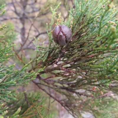 Callitris endlicheri (Black Cypress Pine) at Bombay, NSW - 13 Oct 2023 by MatthewFrawley