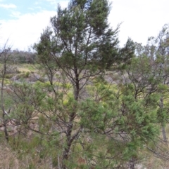 Callitris endlicheri at Bombay, NSW - 13 Oct 2023