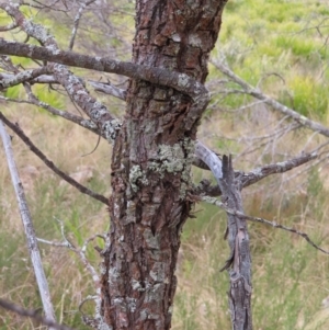 Callitris endlicheri at Bombay, NSW - 13 Oct 2023