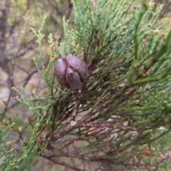 Callitris endlicheri at Bombay, NSW - 13 Oct 2023