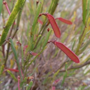 Bossiaea bombayensis at Bombay, NSW - 13 Oct 2023