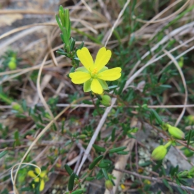 Unidentified Other Shrub at Bombay, NSW - 13 Oct 2023 by MatthewFrawley