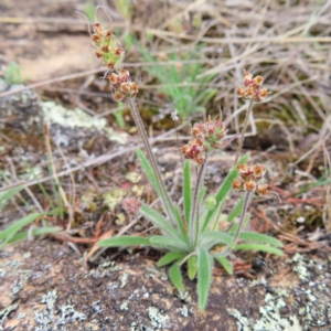 Plantago hispida at Bombay, NSW - 13 Oct 2023