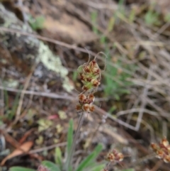 Plantago hispida at Bombay, NSW - 13 Oct 2023 03:10 PM