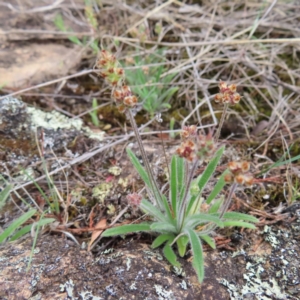 Plantago hispida at Bombay, NSW - 13 Oct 2023 03:10 PM