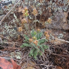 Plantago hispida at Bombay, NSW - 13 Oct 2023