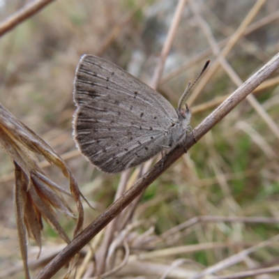 Erina acasta (Blotched Dusky-blue) at Bombay, NSW - 13 Oct 2023 by MatthewFrawley