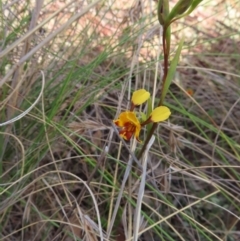 Diuris semilunulata (Late Leopard Orchid) at Bombay, NSW - 13 Oct 2023 by MatthewFrawley
