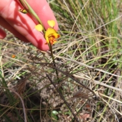 Diuris semilunulata at Bombay, NSW - 13 Oct 2023