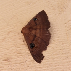 Dasypodia selenophora (Southern old lady moth) at Braidwood, NSW - 13 Oct 2023 by MatthewFrawley