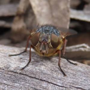 Calliphora stygia at Bombay, NSW - 13 Oct 2023 03:21 PM