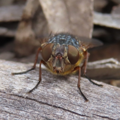 Calliphora stygia (Brown blowfly or Brown bomber) at Bombay, NSW - 13 Oct 2023 by MatthewFrawley