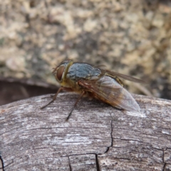 Calliphora stygia at Bombay, NSW - 13 Oct 2023 03:21 PM