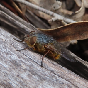 Calliphora stygia at Bombay, NSW - 13 Oct 2023 03:21 PM