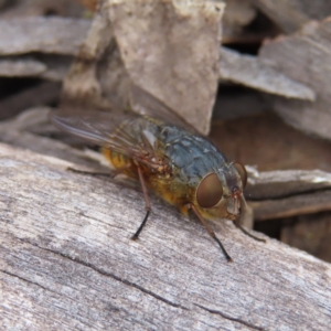 Calliphora stygia at Bombay, NSW - 13 Oct 2023 03:21 PM