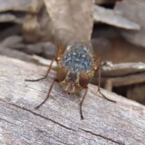 Calliphora stygia at Bombay, NSW - 13 Oct 2023