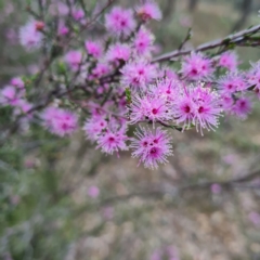 Kunzea parvifolia (Violet Kunzea) at O'Malley, ACT - 13 Oct 2023 by WalkYonder