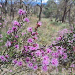 Kunzea parvifolia at O'Malley, ACT - 13 Oct 2023 01:52 PM