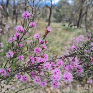 Kunzea parvifolia at O'Malley, ACT - 13 Oct 2023