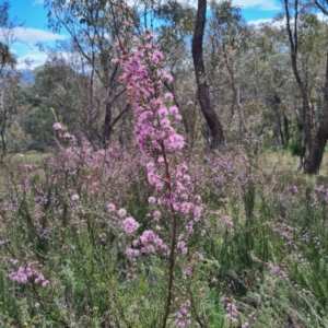 Kunzea parvifolia at O'Malley, ACT - 13 Oct 2023 01:52 PM